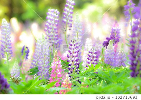 ルピナス 102713693