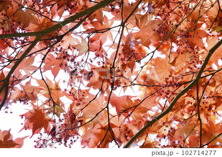 春から赤いカエデの濃紫紅葉（ノムラモミジ）の花...2 102714277
