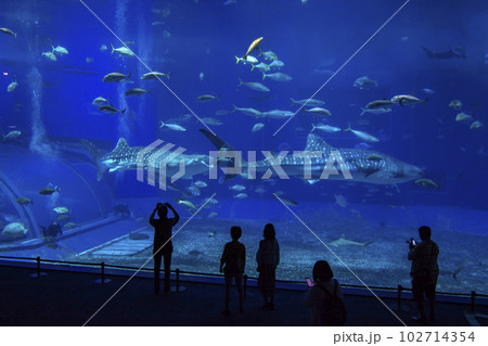 美ら海水族館 102714354