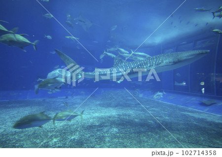 美ら海水族館 美ら海水族館 102714358