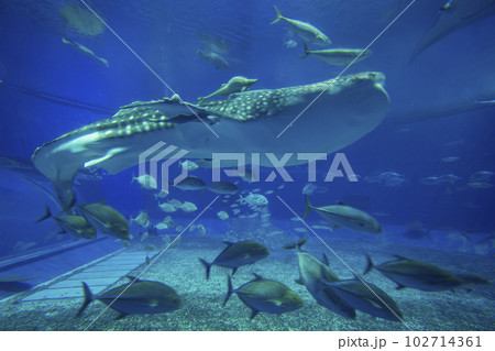美ら海水族館 美ら海水族館 102714361