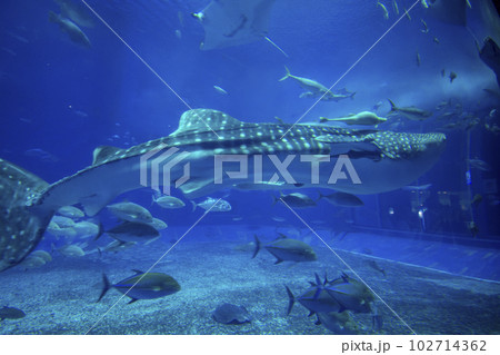 美ら海水族館 美ら海水族館 102714362