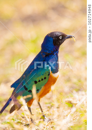 Colorful superb starling bird in Tanzania Africa 102714948