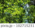 新緑のモザイク模様 102715231