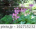 林道に咲くクリンソウ 102715232