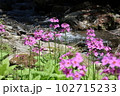 水辺のクリンソウ 102715233