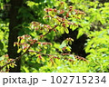 林道に小判の木 102715234