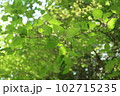 オトコヨウゾメの花 102715235