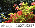 満開の山つつじ 102715237