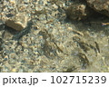 魚の集う山道沿いの川 102715239