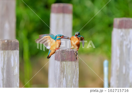 カワセミの求愛　メスに餌を運ぶ健気なオスの求愛行動 102715716