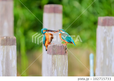 カワセミの求愛　メスに餌を運ぶ健気なオスの求愛行動 102715733