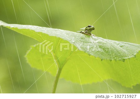 フキとアマガエル　蓼科高原にて 102715927