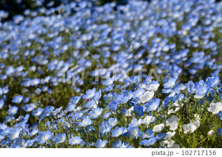 ネモフィラ 102717156