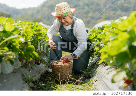 Happy Asian woman senior farmer working on organic strawberry farm and harvest picking strawberries. Farm organic fresh harvested strawberry and Agriculture industry. Happy Asian woman senior farmer working on organic strawberry farm and harvest picking strawberries. Farm organic fresh harvested strawberry and Agriculture industry. 102717530