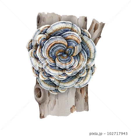 Turkey tail mushroom on a tree trunk. Watercolor illustration. Trametes versicolor hand painted fungus. Medicinal mushroom detailed image. Turkey tail fungus on a tree element. White background Turkey tail mushroom on a tree trunk. Watercolor illustration. Trametes versicolor hand painted fungus. Medicinal mushroom detailed image. Turkey tail fungus on a tree element. White background 102717943