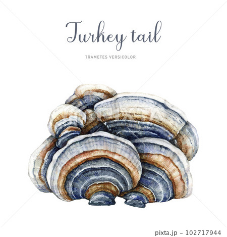 Turkey tail mushroom watercolor illustration. Trametes versicolor hand painted fungus. Medicinal mushroom detailed image. Turkey tail fungus isolated on white background 102717944