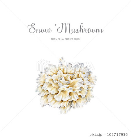 Snow mushroom watercolor illustration. Hand drawn Tremella fuciformis fungus. White jelly mushroom element. Asian medicinal and cuisine fungus. Isolated on white background 102717956
