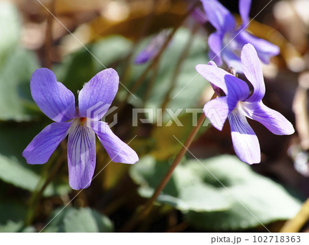 コスミレ コスミレ 102718363