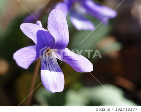 コスミレ 102718377