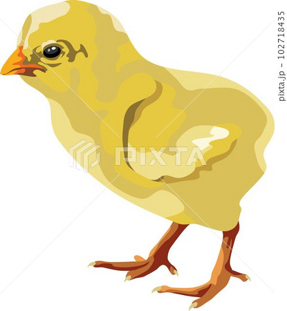 Little Chick Bird Animal 102718435