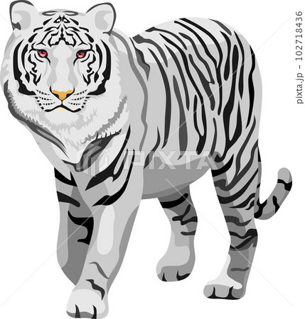 White Tiger Mammal Animal White Tiger Mammal Animal 102718436