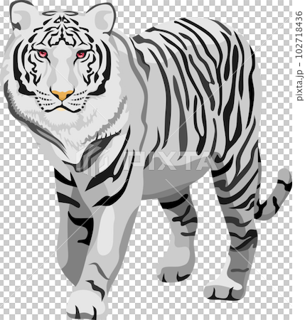 White Tiger Mammal Animal White Tiger Mammal Animal 102718436