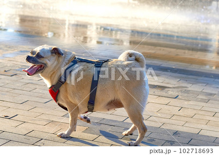 Cute cream colored french bulldog female on a hot sunny day on a tiled pavement 102718693