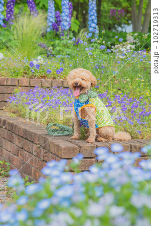 犬と花 犬と花 102719313