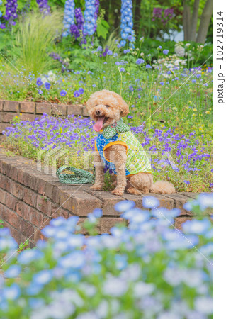 犬と花 102719314