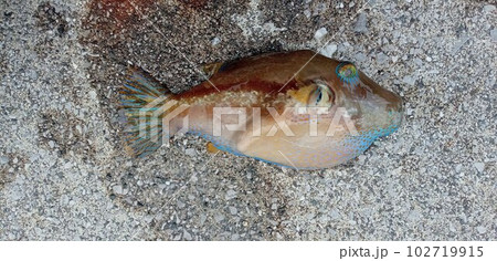 釣っても食べたら死ぬよキタマクラは猛毒のフグだ 釣っても食べたら死ぬよキタマクラは猛毒のフグだ 102719915