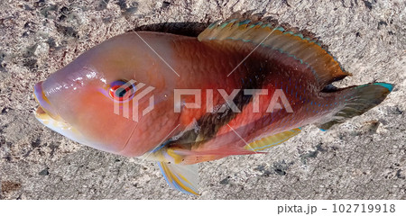 トロピカルなイラと言う魚 トロピカルなイラと言う魚 102719918