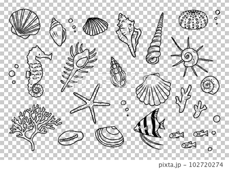 Seashell illustration set hand-drawn line drawing 102720274