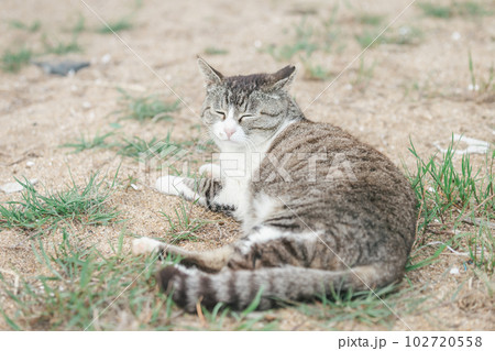 公園で幸せに暮らす猫 公園で幸せに暮らす猫 102720558