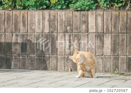 公園で幸せに暮らす猫 102720567