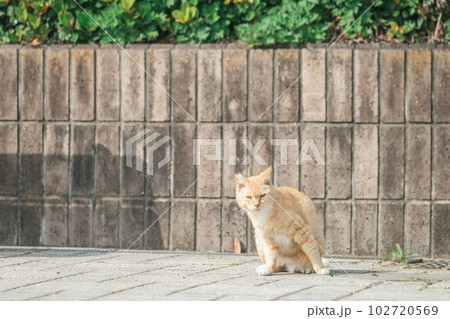 公園で幸せに暮らす猫 102720569