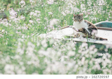 公園で幸せに暮らす猫 102720597