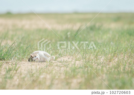 公園で幸せに暮らす猫 102720603