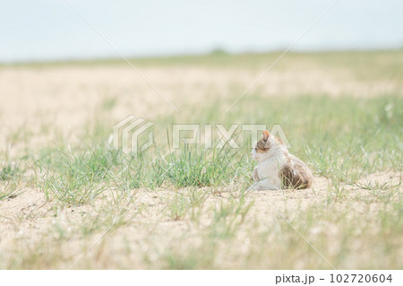 公園で幸せに暮らす猫 102720604