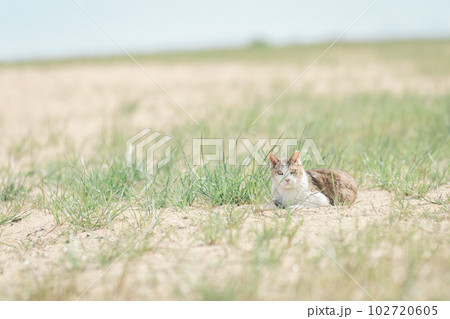 公園で幸せに暮らす猫 公園で幸せに暮らす猫 102720605