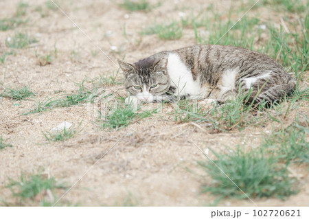 公園で幸せに暮らす猫 公園で幸せに暮らす猫 102720621