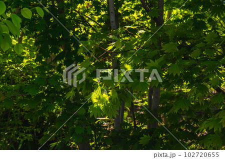 陽射しを浴びた森の中のコハウチワカエデ 102720655