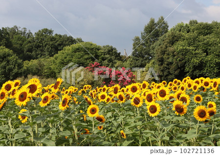 大輪の向日葵の花が存在感をアピールー拾 102721136