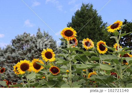大輪の向日葵の花が存在感をアピールー五 102721140