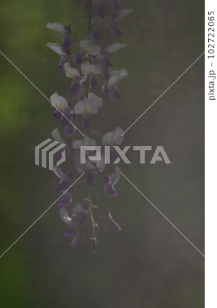儚い雰囲気を醸し出す藤の花 儚い雰囲気を醸し出す藤の花 102722065