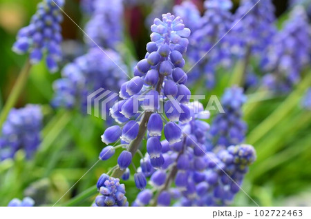 グレープヒアシンス（ムスカリ） 102722463