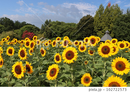 馬見丘陵公園で季節感たっぷりの群生ヒマワリー四 馬見丘陵公園で季節感たっぷりの群生ヒマワリー四 102722573