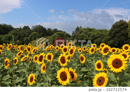朝の光で目覚めた向日葵が今日も元気ー拾 102722574