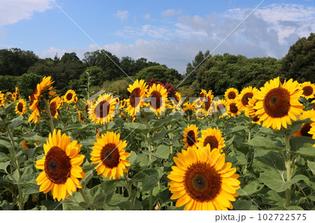 朝の光で目覚めた向日葵が今日も元気ー九 102722575