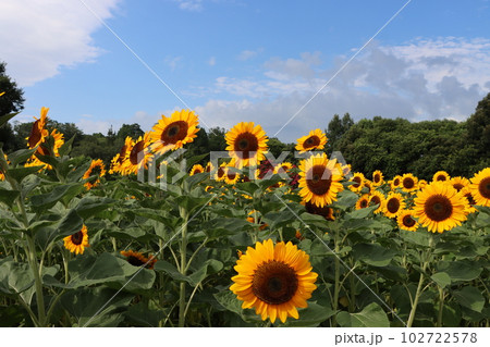 朝の光で目覚めた向日葵が今日も元気ー七 102722578